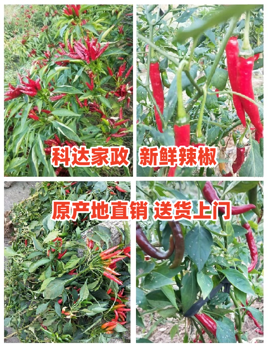 微信截图_20231104184514.png